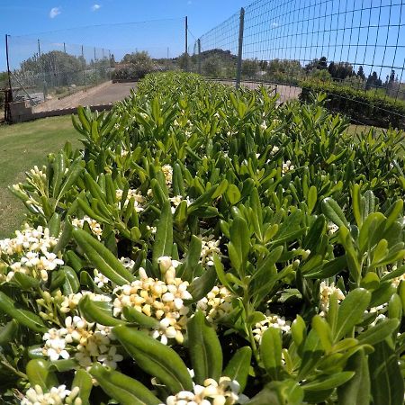 Al Sole Di Pula Bed & Breakfast Dış mekan fotoğraf